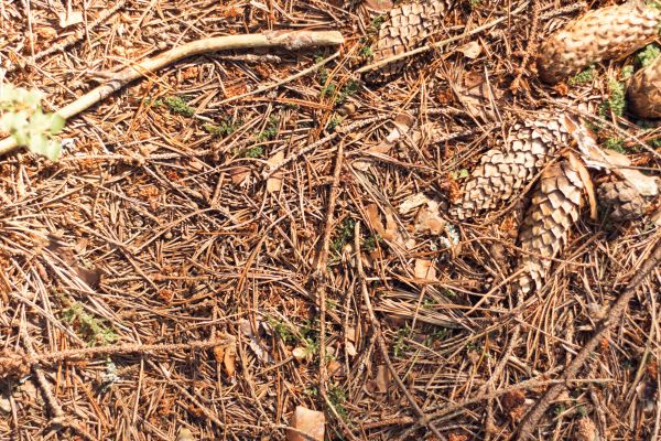 Pine Needles Removal in Lawrenceville