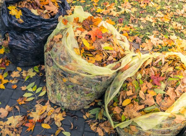 Yard Cleanup Service in Lawrenceville