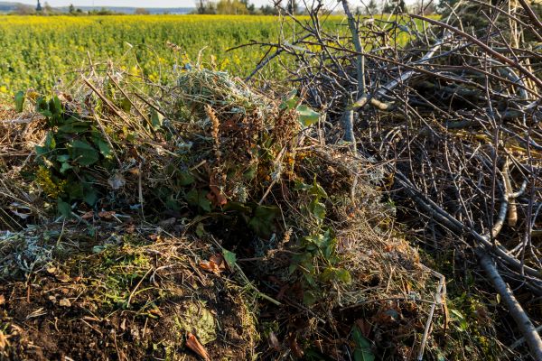 Brush Disposal in Lawrenceville