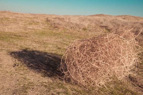 Tumbleweed Removal in Lawrenceville