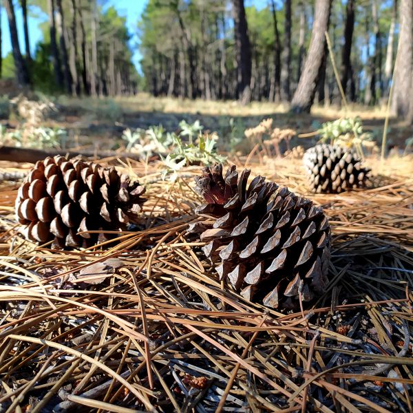 Pine Cone Removal in Lawrenceville