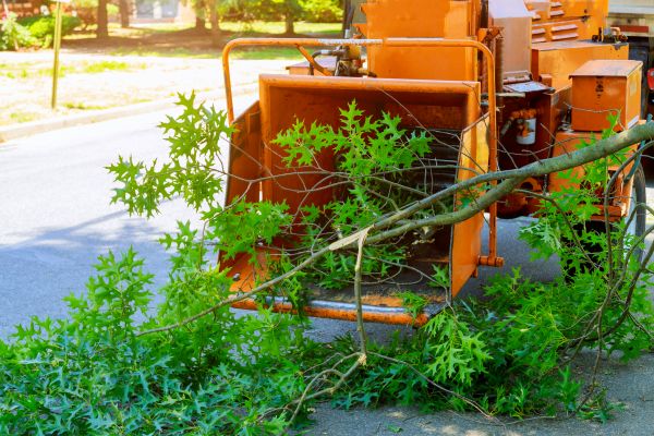 Tree Branches Removal in Lawrenceville