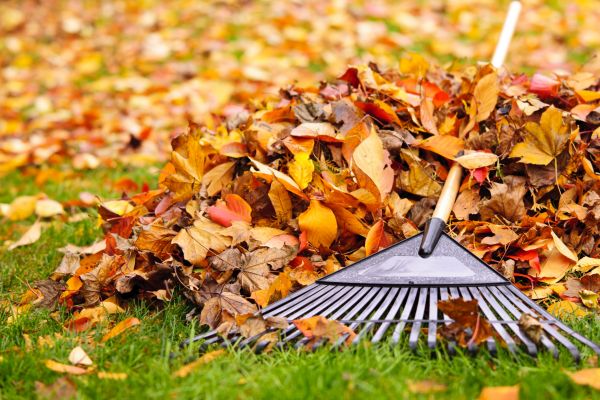 Yard Leaf Removal in Lawrenceville