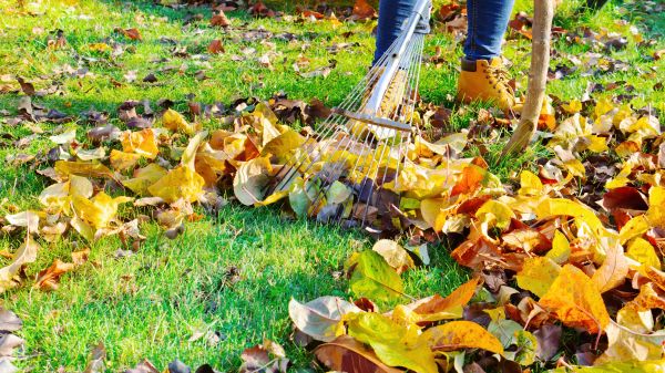 Lawn Cleanup Service in Lawrenceville