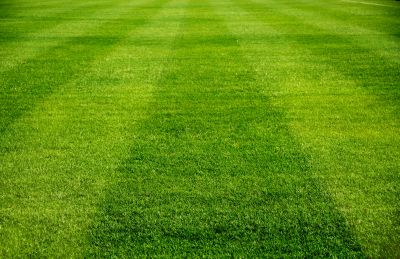 Healthy Lawn Appearance